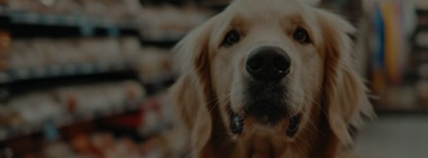 <h2><strong>Trusted by Professionals</strong></h2>