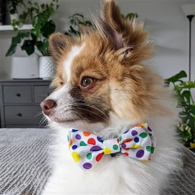Happy Barkday Bow Tie Large
