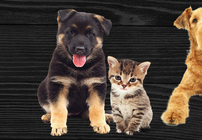 <h1>EARN FREE<br/>SHIPPING ON<br/>ORDERS $250+</h1>