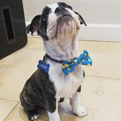 Lucky Ducky Bow Tie Large