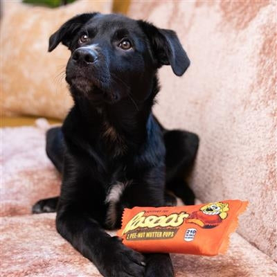Rosco's Pee-Nut Mutter Pups Dog Toy Small