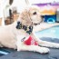 Dr. Pooper Dog Toy 3