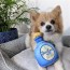 Fido Loco 3