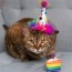Funfetti Cake Plush Cat Toy 2