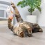 Go Fish Plush Cat Toy 3