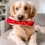 Haute Dawg Dog Toy 2