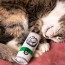 Kitty Klaw Licks & Lime 2