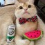 Kitty Klaw Licks & Lime 3