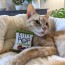 Kitty Pop Plush 4