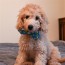 Lucky Duck Bow Tie 3