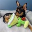 Margarita Loco Dog Toy 4