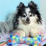 Party Time Bone Dog Toy 4