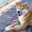 Snif Dog Toy 2