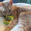 Sour Scratch Kats 2