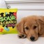 Sour Scratch Dog 4