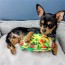 Taco Tuesday Dog Toy 3